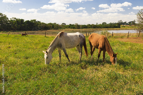 Horses - Few horses grazing in a field, eating grass, horse looking at the camera, white and brown horses in a farmyard