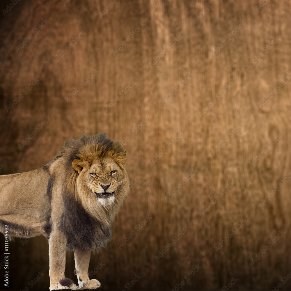 Closeup African lion standing guard against wooden background wi