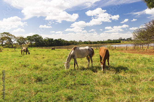 Horses - Few horses grazing in a field, eating grass, horse looking at the camera, white and brown horses in a farmyard