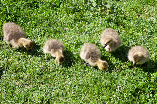 Canada Goose (branta canadensis) Goslings on the banks of the ri © philipbird123