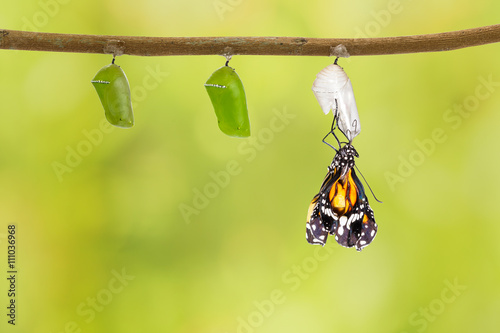 Fotografie Common tiger butterfly emerging from pupa hanging on twig