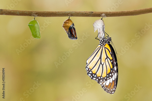 Common tiger butterfly emerging from pupa hanging on twig