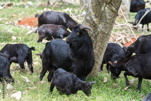 shot of black goat in farm