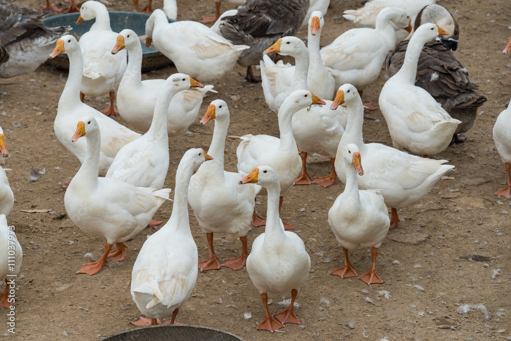 Obraz premium Geese at a farm