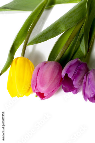 beautiful tulip flowers on white background