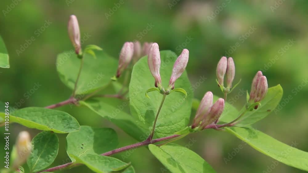 Branches of Honeysuckle flowers in bloom. Branches of Honeysuckle flowers in bloom.