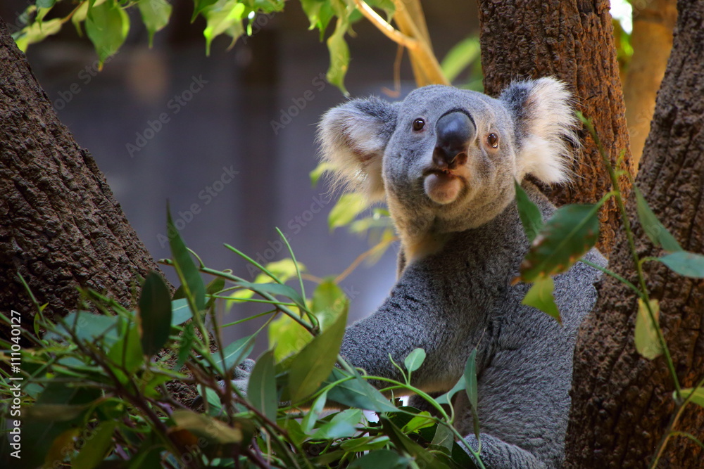 Fotografie コ ア ラ