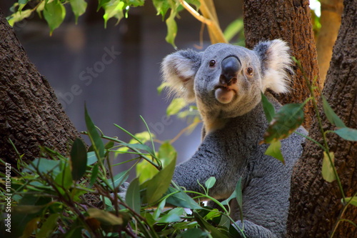 Photography コアラ