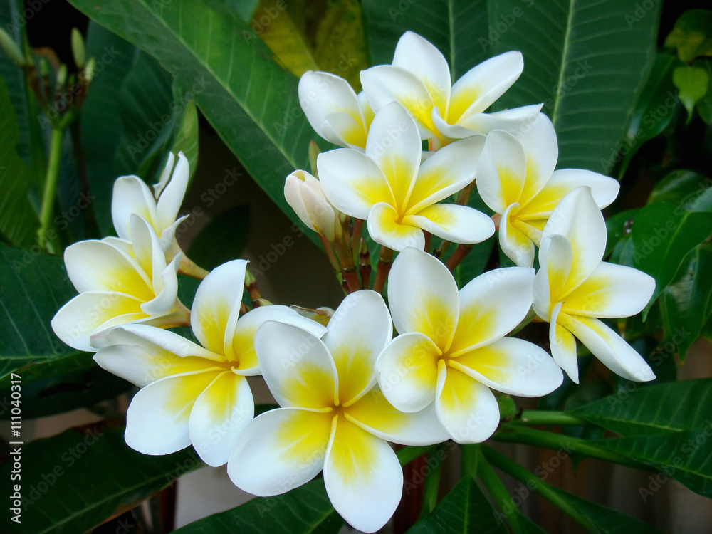  frangipani flowers
