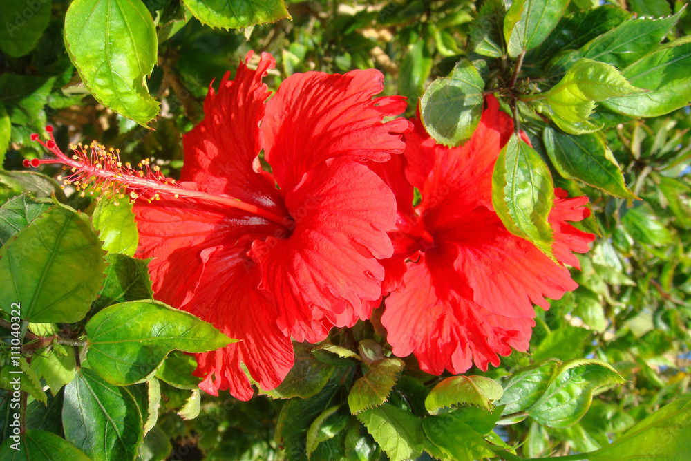 Bright red hibiscus flower Bright red hibiscus flower