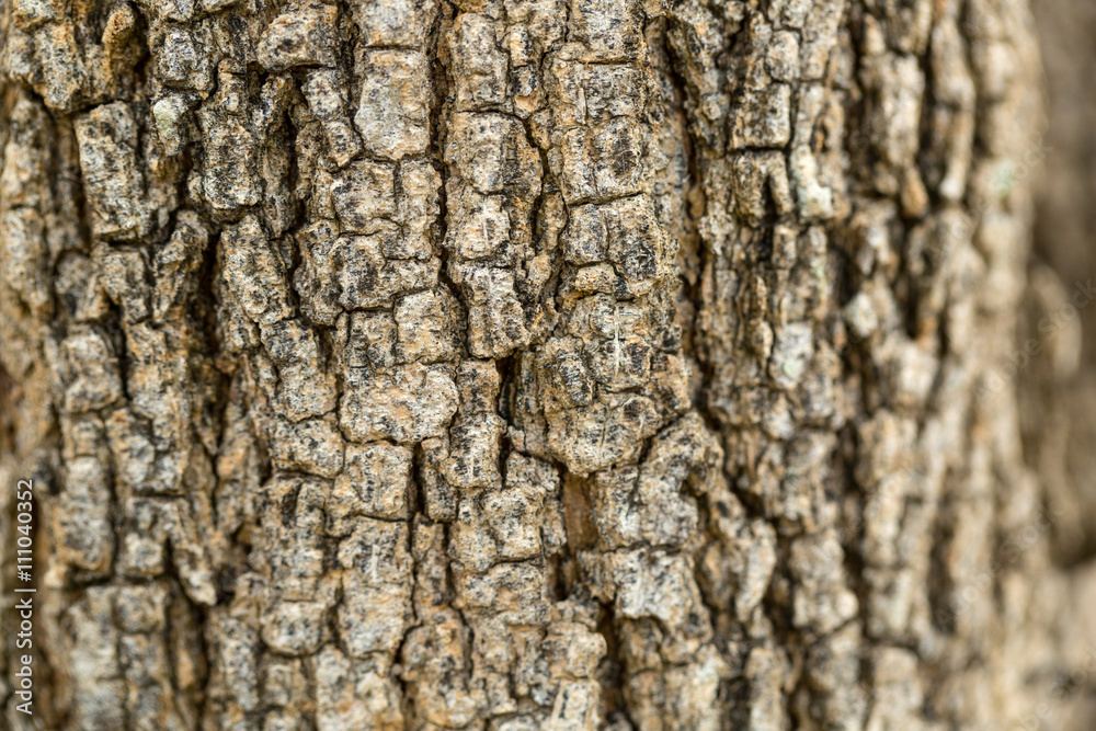Fototapeta premium Bark tree texture in the nature garden.