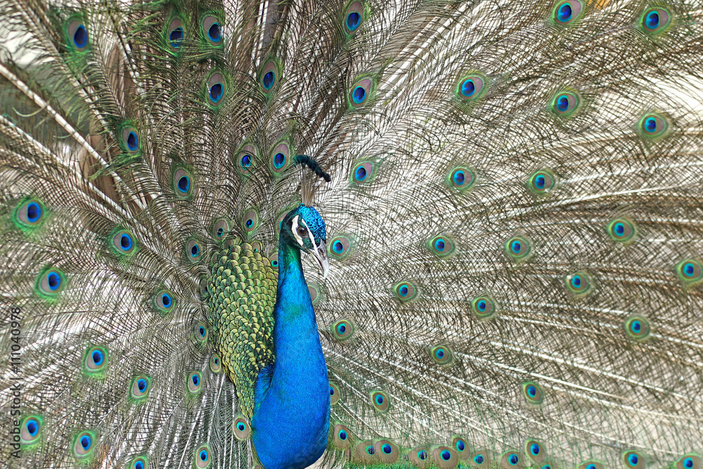 Fototapeta premium peacock with feathers out