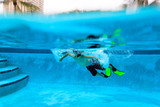 little boy swimming underwater, active kids