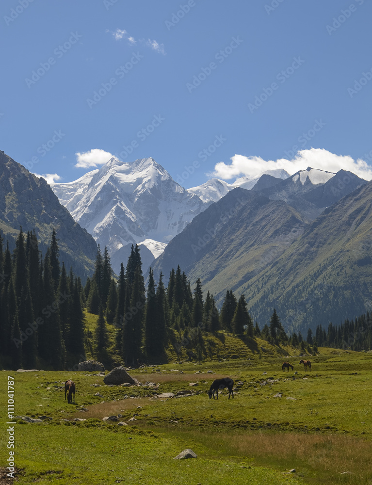 Herd of horses grazing in picturesque mountains in Tian Shan mountain, Karakol, Kyrgyzstan, Central Asia. Horses grazing on sunny meadow in the valley Jety-Oguz