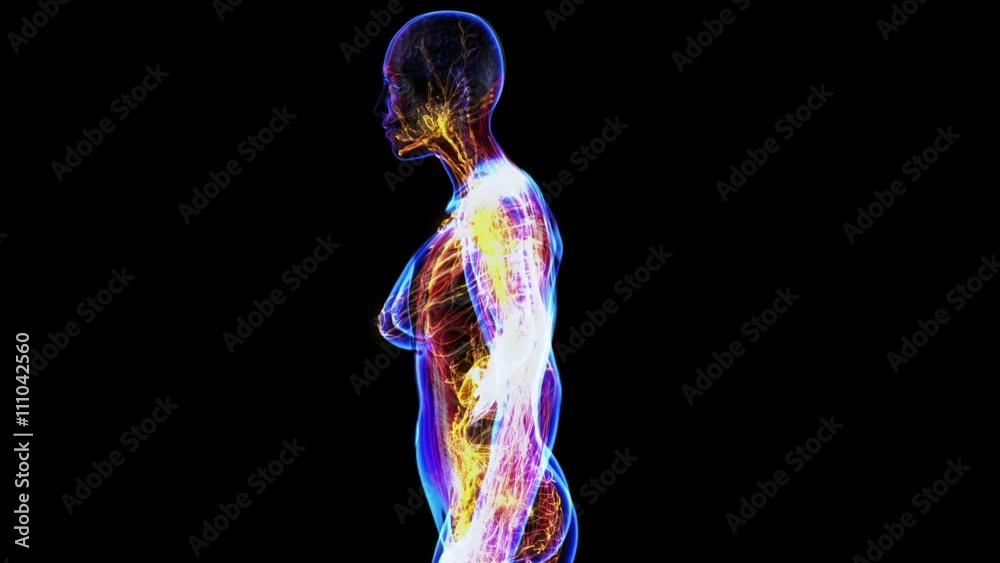 All human body systems. Transition body - female lymphatic system - body. Loop
