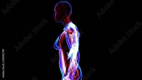 Female muscular system. Loop
