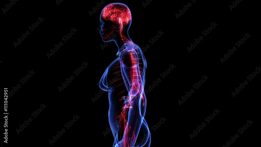 Female nervous system. Loop
Female nervous system. Loop