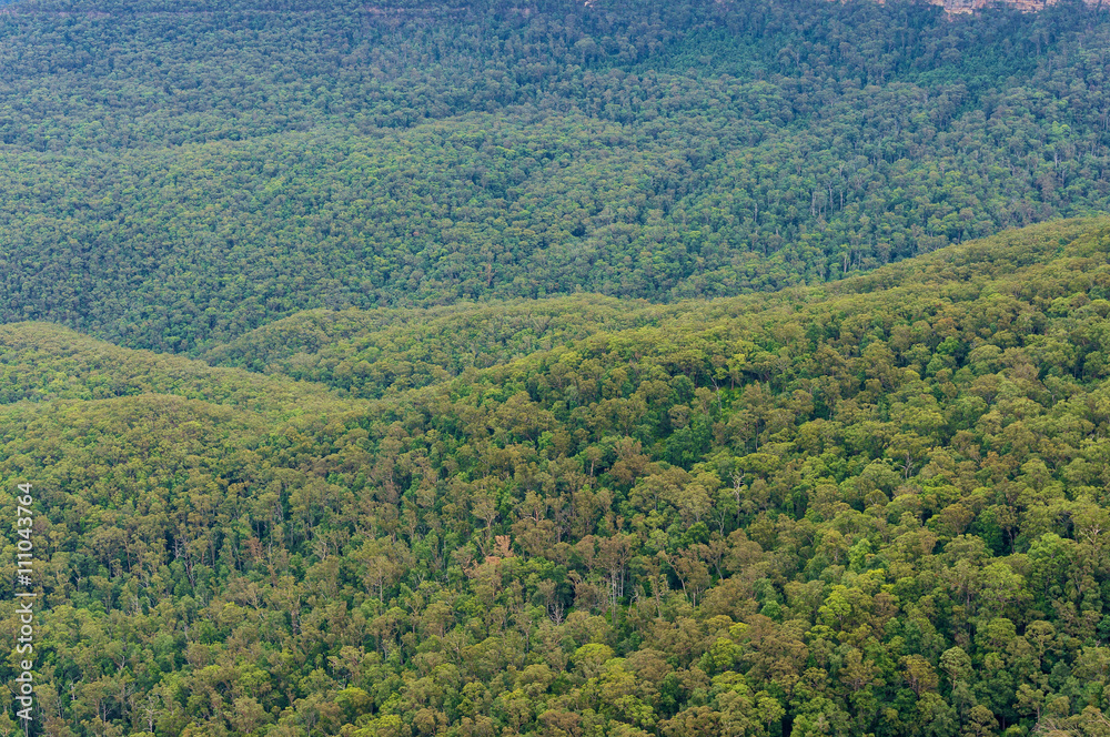 Fototapeta premium Aerial view of eucalyptus forest