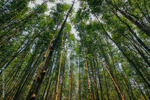 Tung Prong Thong 24 March 2016 : 