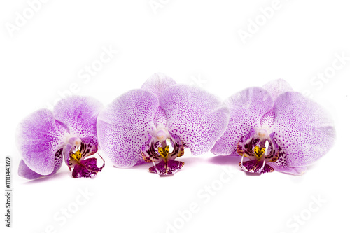 three little pink orchids