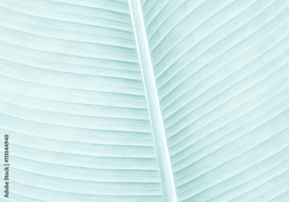 Colorful Banana leaf texture background. Stock Photo | Adobe Stock