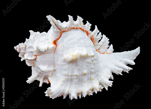 Seashell murex ramosus.
