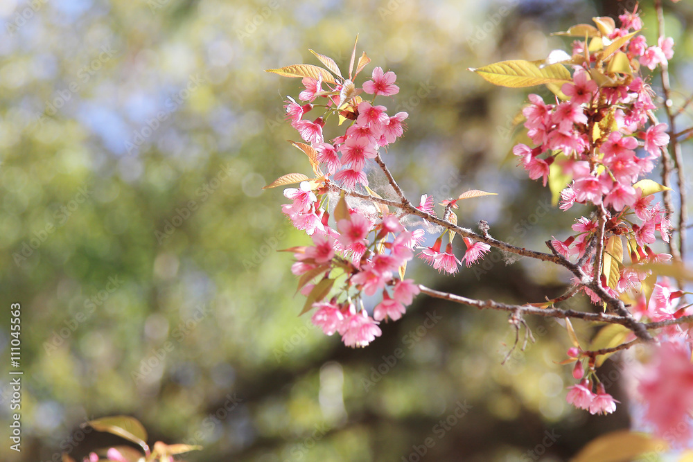 .Bokeh background image of wild Himalayan Cherry , Sakura , Cherry Blossoms grows in the mountains and creates fabulous pink blossoms each winter at Northern Thailand on blue sky background.. .Bokeh background image of wild Himalayan Cherry , Sakura , Cherry Blossoms grows in the mountains and creates fabulous pink blossoms each winter at Northern Thailand on blue sky background..