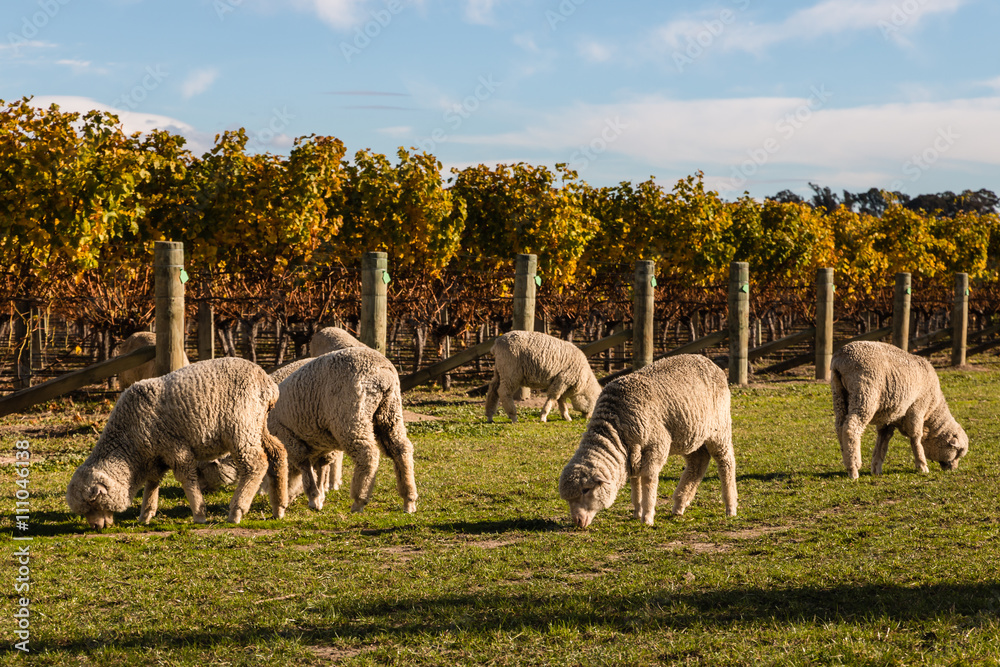 Obraz premium closeup of sheep grazing in vineyard