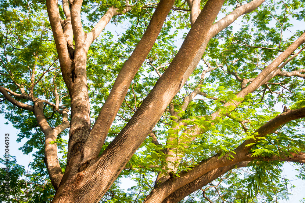 Fototapeta premium The Under the shade of tall trees in tropical