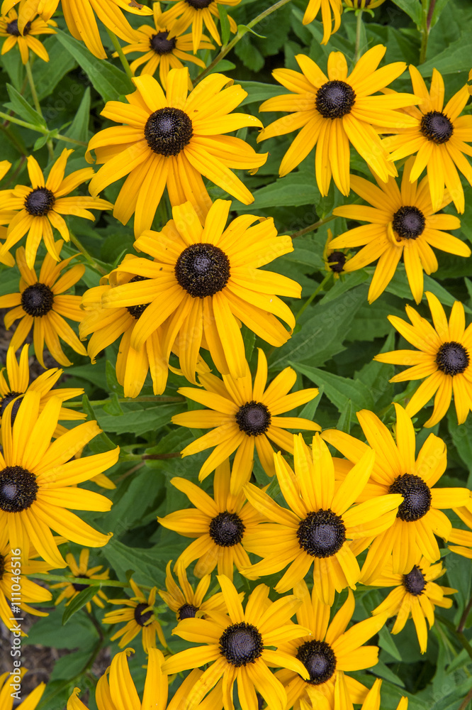 black-eyed susan flowers black-eyed susan flowers