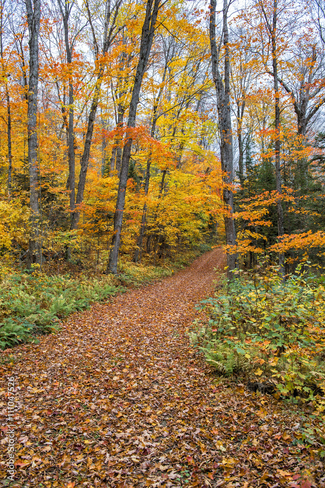 collection of beautiful colorful autumn leaves green yellow ora collection of beautiful colorful autumn leaves green yellow ora