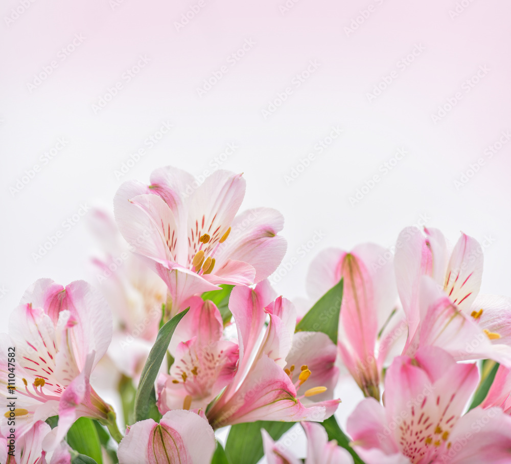 Pink flowers on white background with copy space.