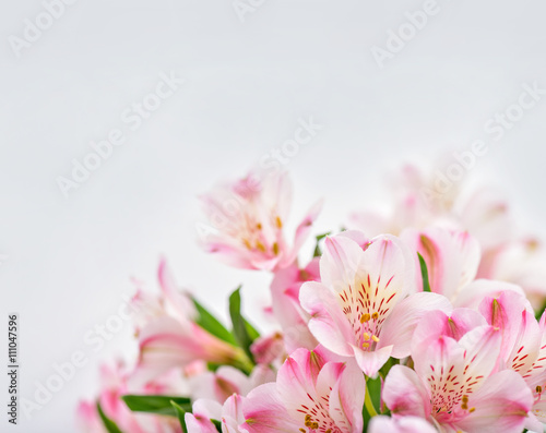 Pink flowers on white background with copy space.