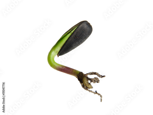 Sunflower seeds germination
