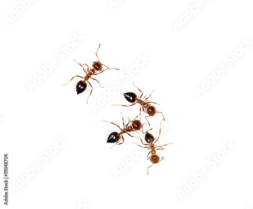 ants on a white background © studybos