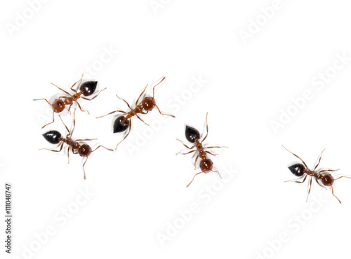 ants on a white background photo