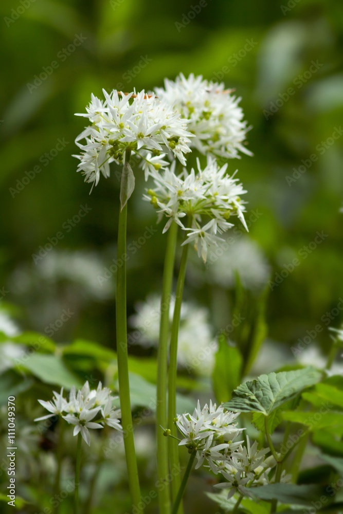 Blühender Bärlauch / Blooming Wild garlic
Blühender Bärlauch / Blooming Wild garlic