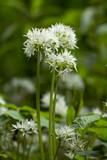 Blühender Bärlauch / Blooming Wild garlic
