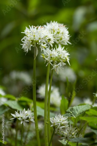 Blühender Bärlauch / Blooming Wild garlic 