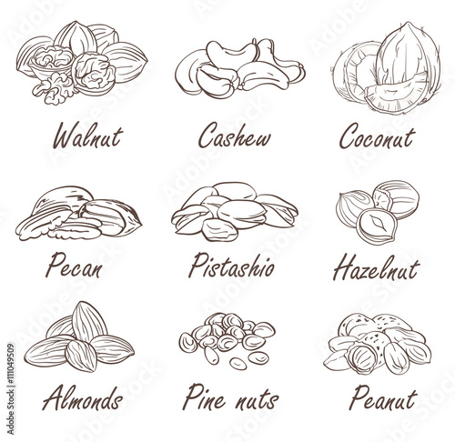 Vector set of hand sketched nuts on white background in hand drawn style: hazelnut, almonds, peanuts, walnut, cashew, pine nut, pistachios, coconut, pecan.