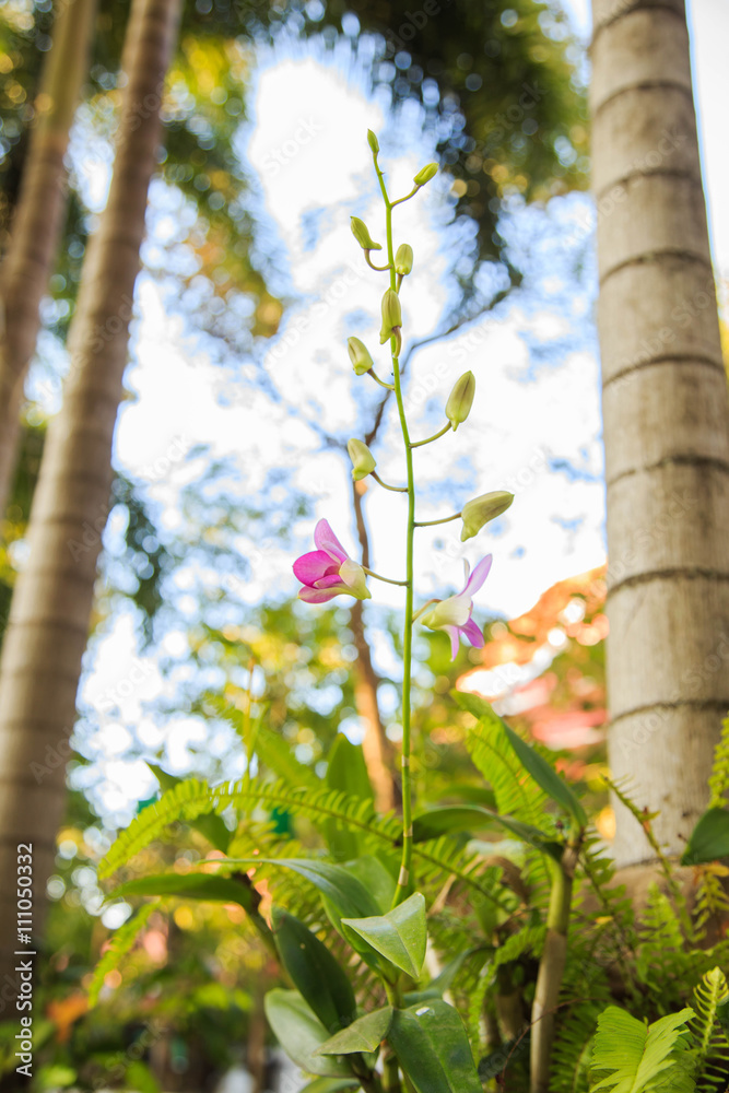 Fototapeta premium Beautiful Pink Orchid 