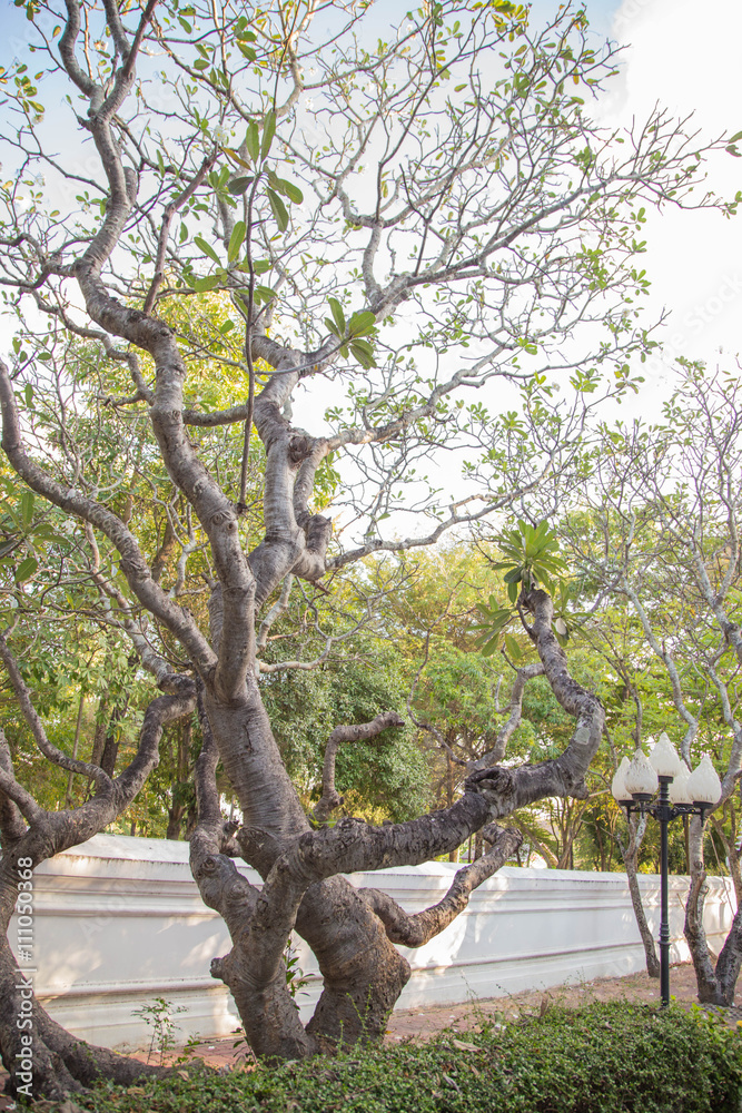 Obraz premium Garden Design: Garden & Landscape Design 