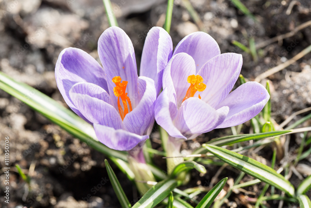 Crocus -blomming spring flowers. Crocus -blomming spring flowers.