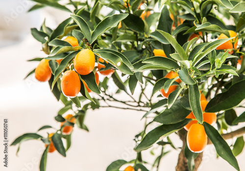  Ripe cumquat fruits on the tree. Blue sky background.