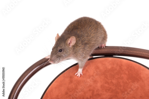 rat sitting on a chair