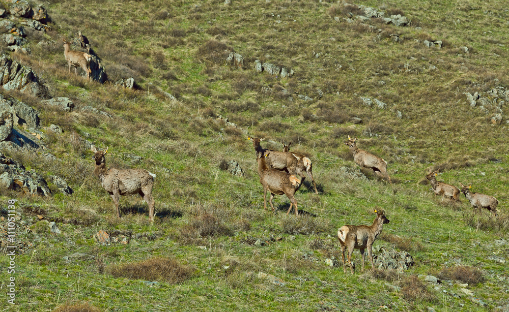 maral nibble grass, Russia, Siberia, Altai mountains Stock Photo