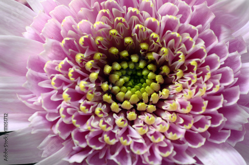 Macro of yellow flower aster