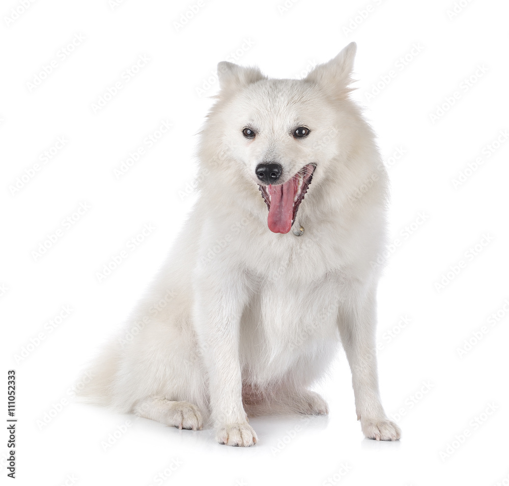 dog on white background dog on white background
