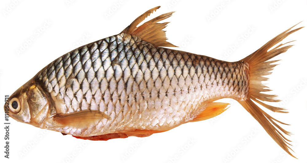 Freshwater fish on a white background Stock Photo