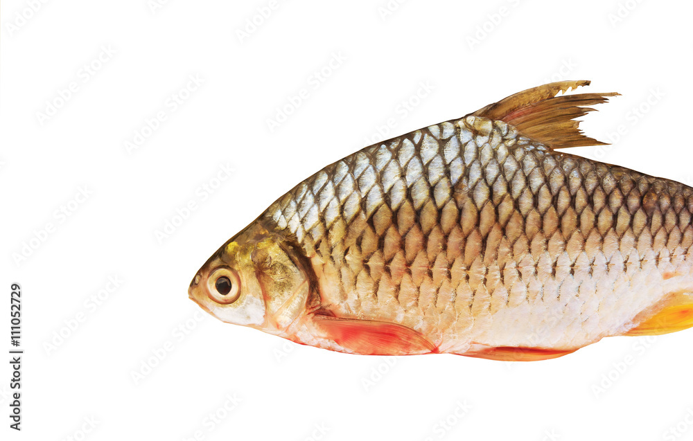 Freshwater fish on a white background